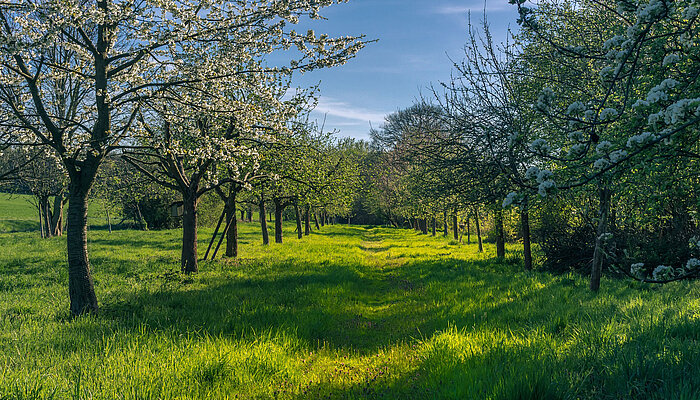 Zurück zum Ursprung Streuobstwiese Blühende Streuobstwiese