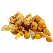 BIO-Physalis