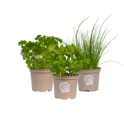 Bio-Kräutermix