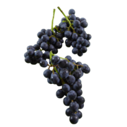BIO-Tafeltrauben kernlos