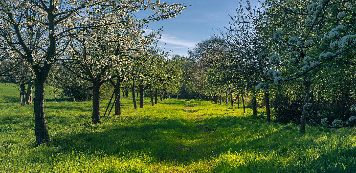Zurück zum Ursprung Streuobstwiese Blühende Streuobstwiese
