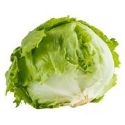 BIO-Eisbergsalat LaWi der Zukunft