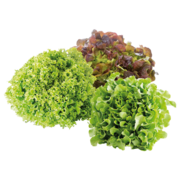 Bio-Spezialsalat LaWi der Zukunft