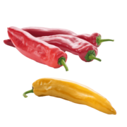 BIO-Spitzpaprika Raritäten LaWi der Zukunft