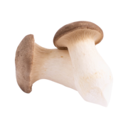 BIO-Kräuterseitlinge