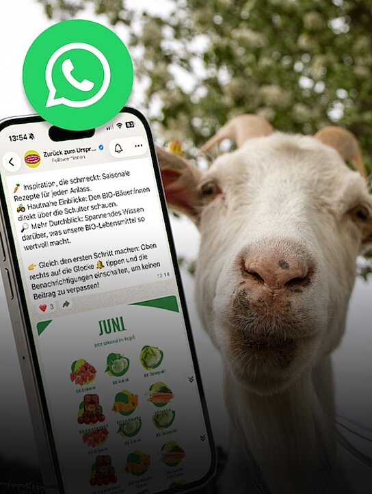 Jetzt neu: Unser WhatsApp Kanal!