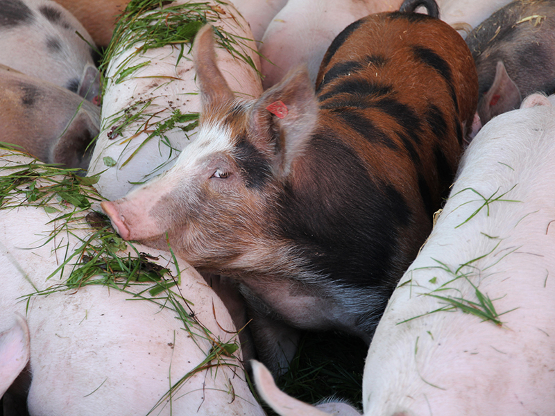 Bio-Schweine der Familie Aichberger am Hof im Mostviertel