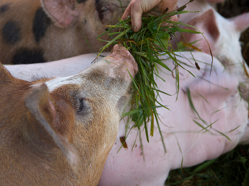 Fütterung der Bio-Schweine am Hof der Familie Aichberger im Mostviertel