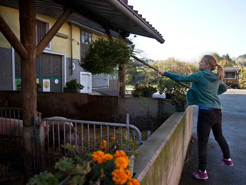 Bio-Schweinehof der Familie Aichberger im Mostviertel – nachhaltig & regional