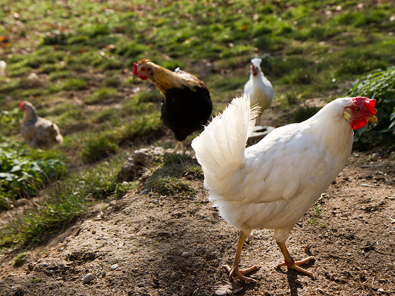 Bio-Schweinehof Aichberger im Mostviertel mit Ziege und Hühnern am Hof