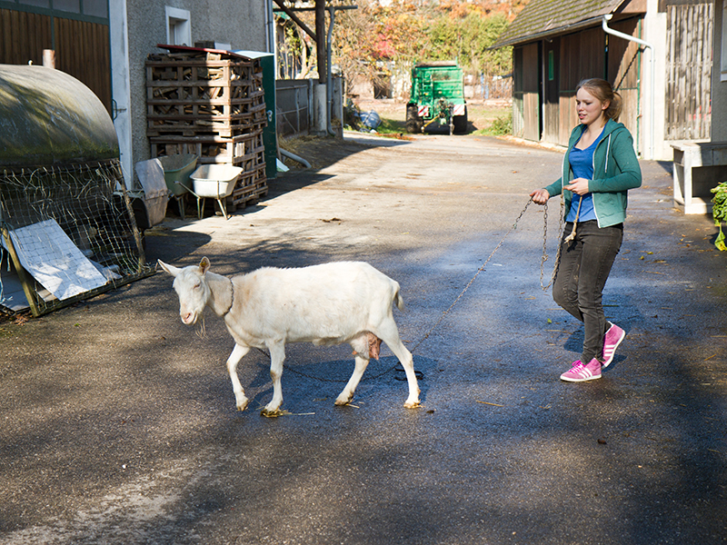 Ziege am Bio-Schweinehof der Familie Aichberger im Mostviertel