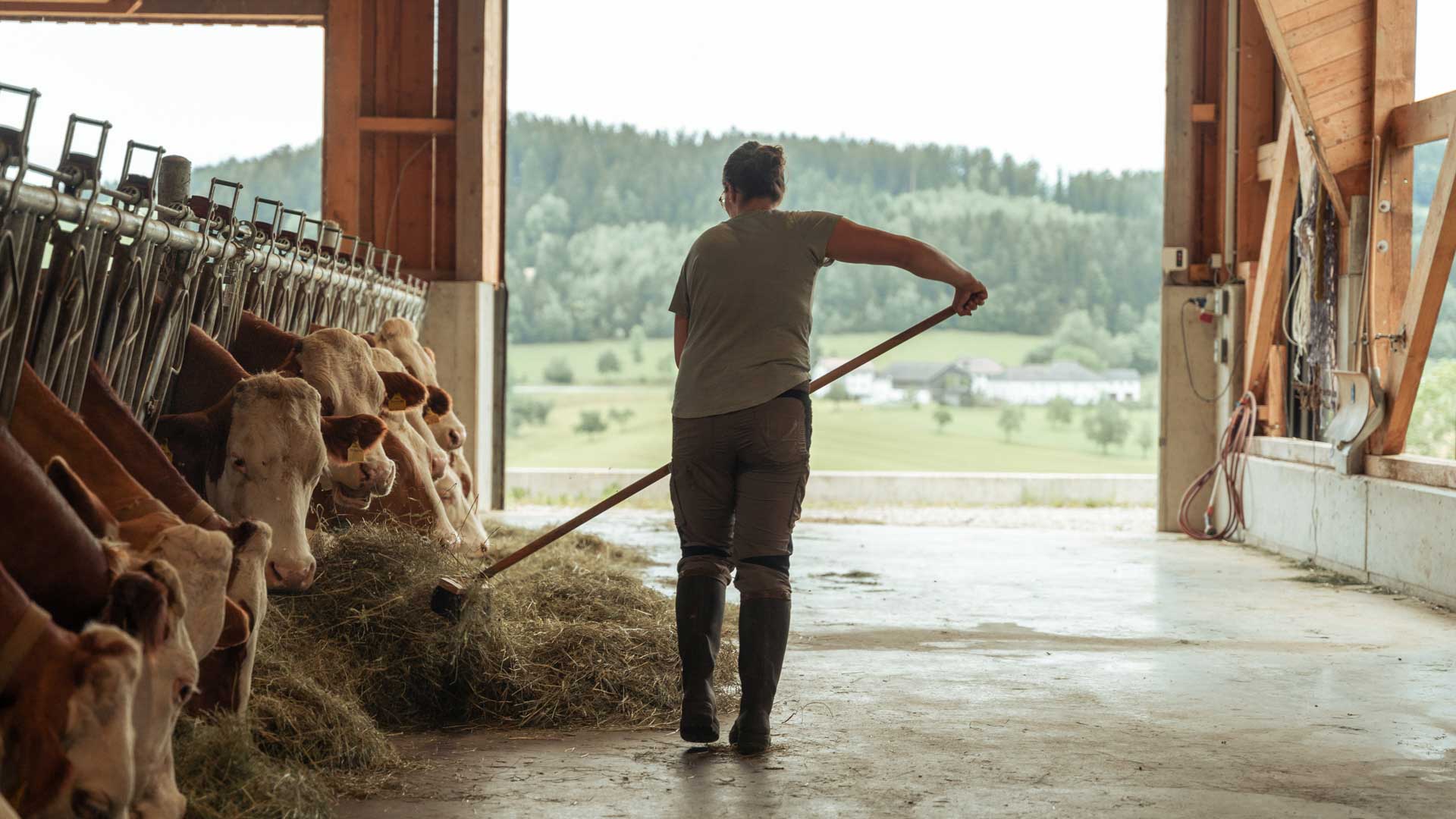 georg-winkler-heufutter-tierwohlstall.jpg Georg Winkler füttert mit Heu im Tierwohlstall