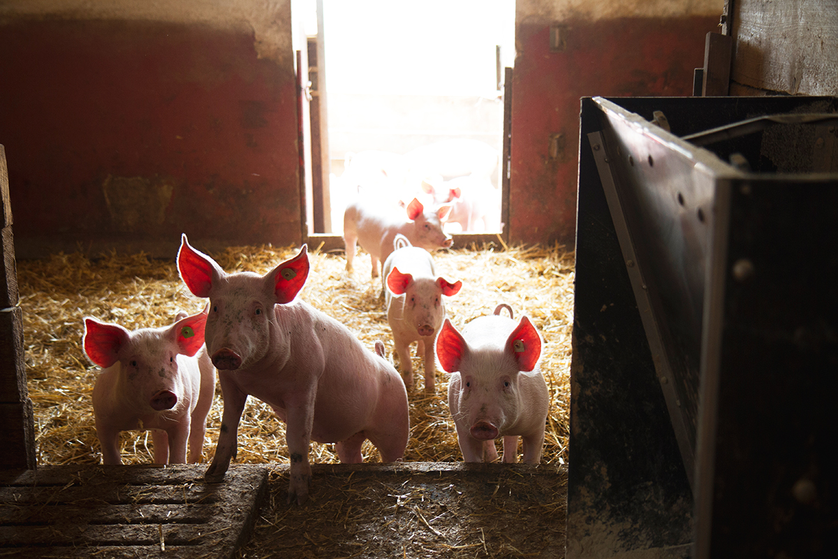 Bio-Schweine am Bio-Hof von Josef und Manuela Edlbauer