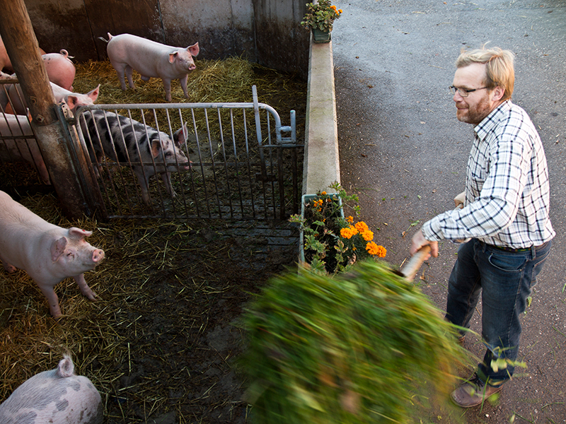 Leopold Aichberger mit seinen Bio-Schweinen am Hof im Mostviertel