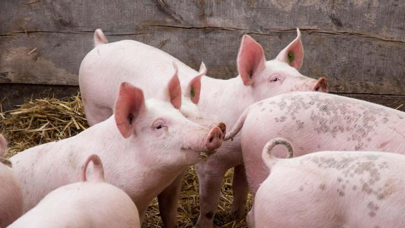 Bio-Schweine im Stall bei Familie Edlbauer