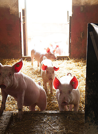 Schweine_gr_2_1200px